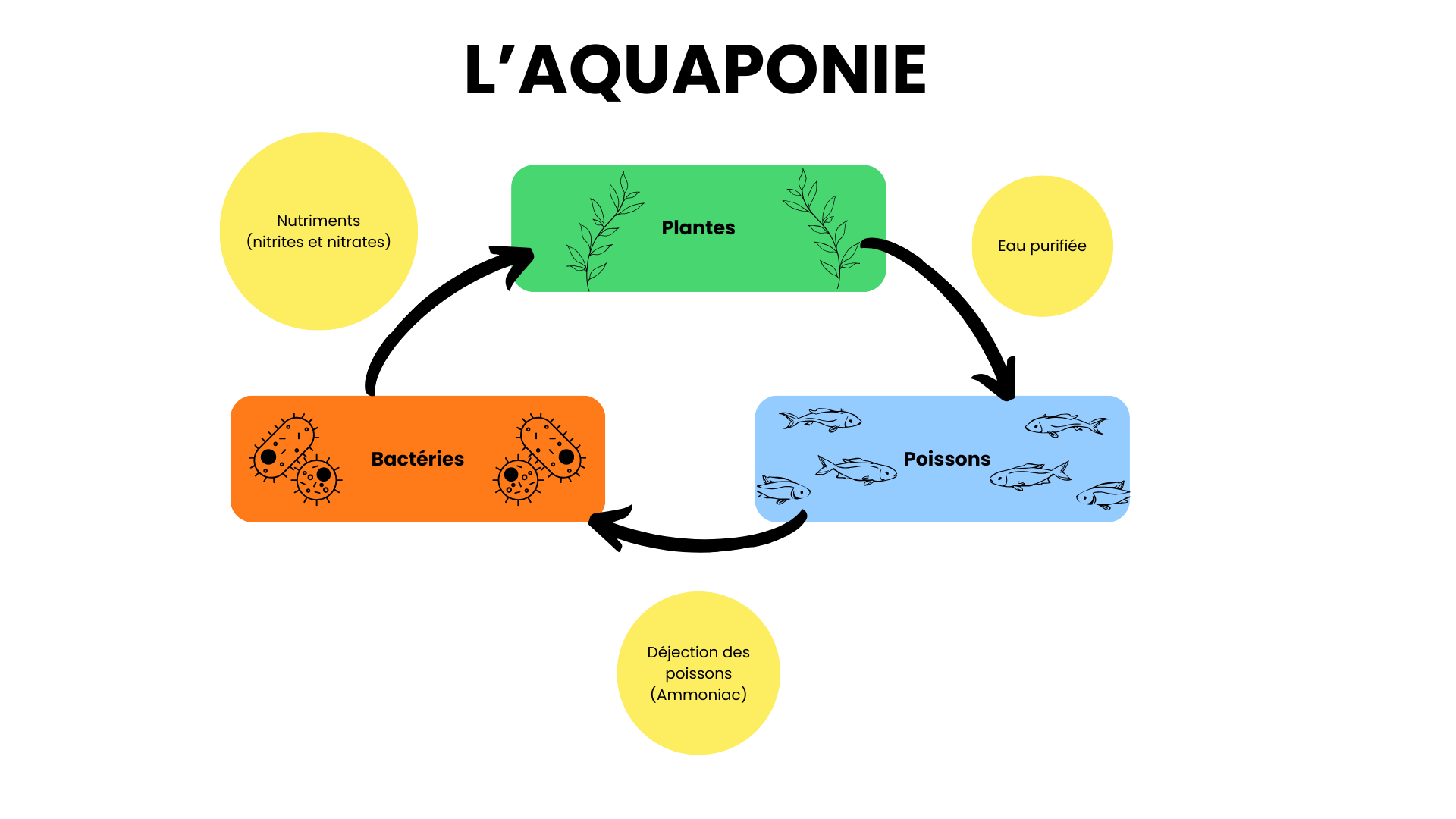 Principe de fonctionnement d’un système aquaponique en cycle