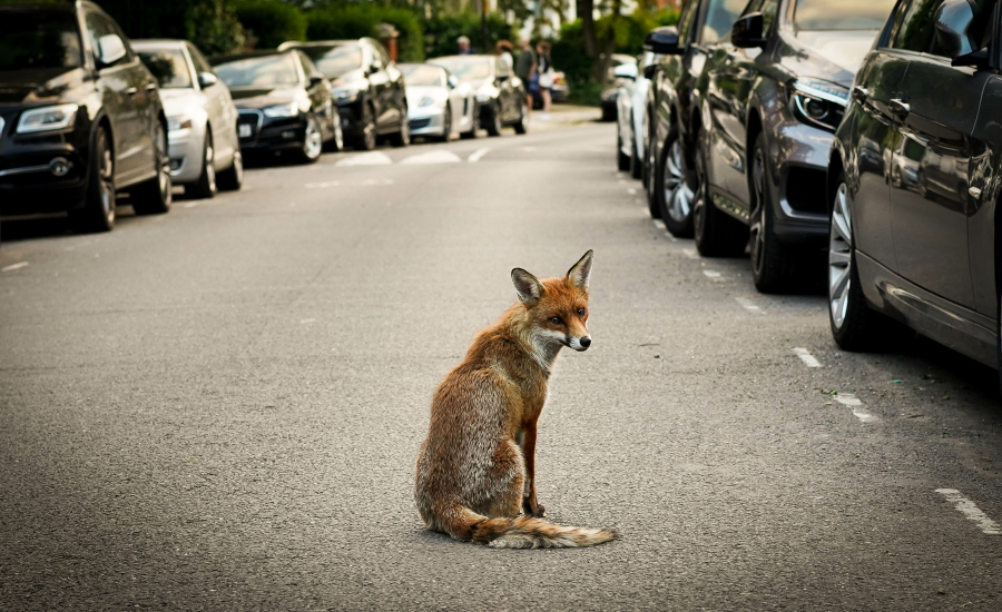 renard-en-ville