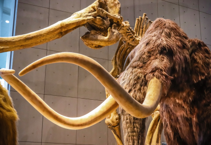 mammouth-musee
