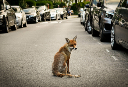 renard-en-ville